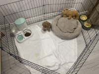 10.02.2026 Doğumlu Yavru Toy Poodle Erkek