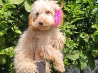 5 Aylık Tüm Aşıları Tam Maltipoo