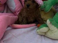 Teacup Ve Toy Poodle 1.5 Aylık Irk Garantili