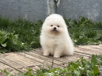 Muhteşem Pomeranian Yavrularımız