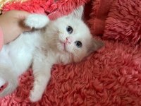 Okyonus Gözlum Ragdoll Kedim