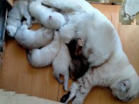 6 Haftalık British Shorthair Yavrular