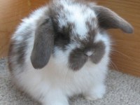 Hollanda Lop Tavşan Yetiştiriciliği