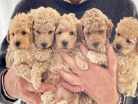 Maltipoo köpeği yavruları
