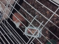 Ginepig kemirgen evcil hayvan