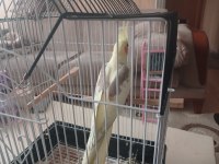 Dişi Uysal Sultan Papağanı