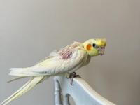 Sultan Papağanı Sahiplendirilecektir