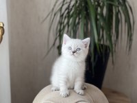 Lynx Point British Shorthair Yavrumuz