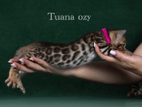 Elite bengal cat-pure beauty