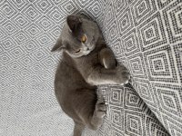 British Shorthair Dişi Uyguna Bırakacağım