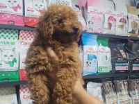 Poodle erkek yavrumuz yeni ailesini beklemektedir