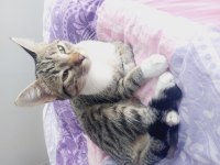 Kedimiz Paris İçin Yeni Ev Arıyoruz