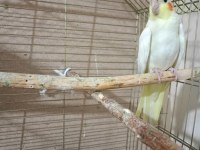 Lutino Sultan Papağanı