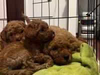 Sevimli Poodle Yavrularımız