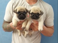 Irk garantili pug yavruları