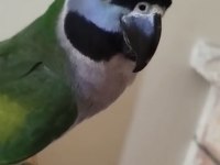 Lord Derbiyan Papağanı Jumbo Boy Bilezikli