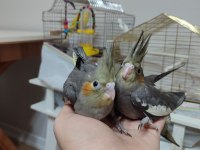 30 günlük sultan papağanı