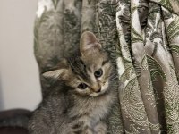 Rus-İran Kırması Yavru Kedimiz