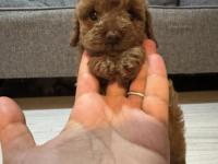 Dişi Poodle Prenses İzmir