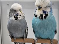 Yeni Eşleme Show Jumbo Ve Jumbo Çift Muhabbet Kuşlar