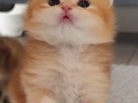 Mükemmel full şecereli british longhair bebekler