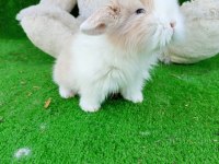 Hollanda teddy lop tavşan yavrularım gönderim yapılır