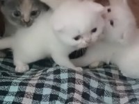 Biz 4 Kardeş Kediyiz Ki