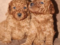 Red Poodle Yavrular İzmir