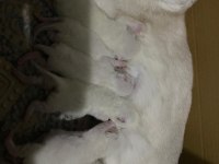 Yavru British Shorthair Safkan