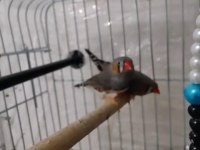 Ev sıcaklığında beslenen hint bülbülleri 1-2-3 aylık