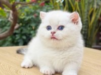 Muhteşem Güzellikte Topaç Kafa British Bebeklerim