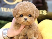 Toy Poodle Yavrusu Köpeklerim