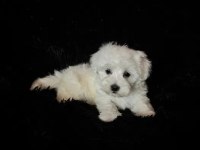 Oyun Arkadaşı Maltese Köpeği Yavrularımız