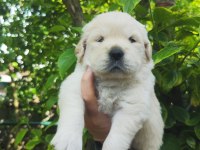 Bayramdan Sonra Teslime Hazır Golden Retriever Yavruları