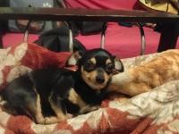 Dişi 1 buçuk yaşında şivava 2 kilo var yok