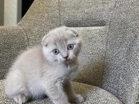 Scottish Fold Yavru 1,5 Aylık
