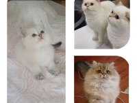 Veteriner kontrollü british yavrular