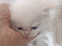 Yavru british yavrular