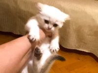 Bembeyaz Mavi Gözlü British Shorthair Kız