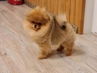 Ayı surat pomeranian boo yavruları