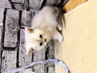 British Shorthair Lynx Point