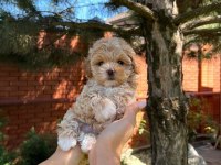 Aşk Bahçesi Maltipoo