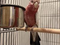 Full evcil gül kakadu papağanımız