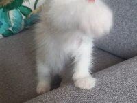 Son Bir Safkan Ragdoll