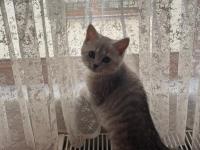 Acil Sahiplendirme Kedimiz