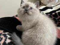 A+ Kalite British Shorthair İsteyene