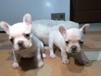 A Kalite Egzotik French Bulldog Yavrular
