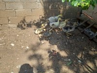 30 günlük amerikan ördeği