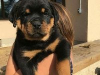 Sağlık Ve Irk Garantili Rottweiler Köpekler