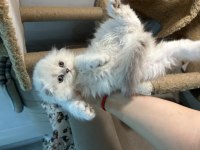 British Longhair Şecereli Soy Erkekler